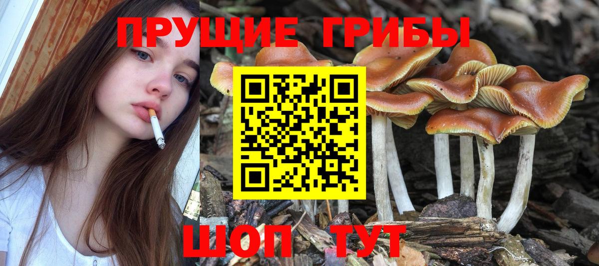 Псилоцибиновые грибы Psilocybine cubensis Чайковский